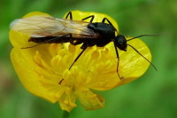 Formica/Camponotus sp.  2295