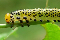Arge Pagana, larva  2305