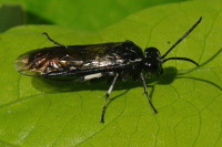 Macrophya carinthiaca