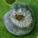 Symphyta sp., larva  2350