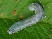 Symphyta sp., larva  2351