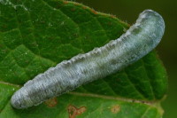 Symphyta sp., larva  2352