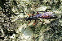 Ichneumonidae  2371