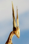 Hypsicorypha gracilis  237