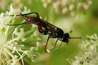 Ichneumonidae  2384