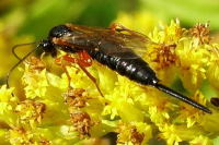 Ichneumonidae, weiblich  2389