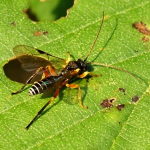 Ichneumonidae  2390