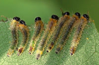 cf. Cladius (Trichiocampus) grandis, larvae  2398