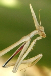 Hypsicorypha gracilis  240