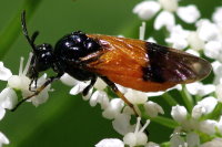 Arge cyanocrocea, female  2434