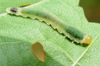 cf. Nematinus sp., larva  2440
