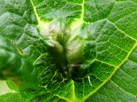 Dasineura urticae, plant gall  2441