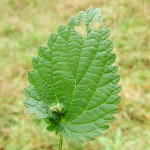 Dasineura urticae, plant gall  2443