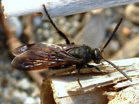 Scoliidae, male  2460