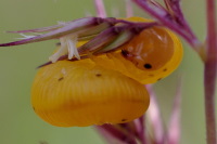Symphyta sp., larva  2467