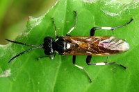 Macrophya duodecimpunctata  2468