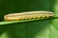 Symphyta sp., larva  2472