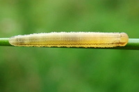 Symphyta sp., larva  2473