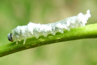 Eriocampa sp., larva  2474