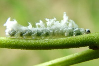 Eriocampa sp., larva  2475
