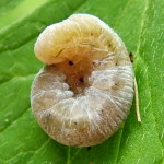 Symphyta sp., larva  2499