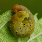 Symphyta sp., larva  2533