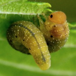 Symphyta sp., larva  2534