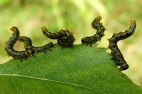 Craesus latipes, larvae  2539