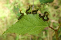 Craesus latipes, larvae  2540