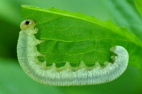 Symphyta sp., larva  2545
