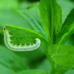 Symphyta sp., larva  2546
