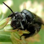 Andrena agilissima  2547