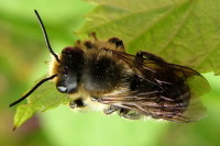 Megachile sp., männlich  2555