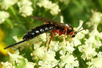 Ichneumonidae  2569