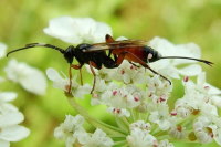 Ichneumonidae  2571