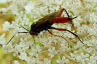 Ichneumonidae  2572