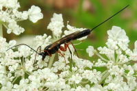 Ichneumonidae  2573