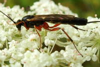 Ichneumonidae  2574
