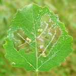 Symphyta sp., larvae  2588