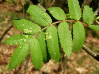 Eriophyes sorbi, plant galls  2592