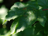 Aceria cephalonea  2596 