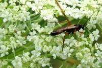 Ichneumonidae, weiblich  2625