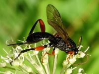 Ichneumonidae, female  2626