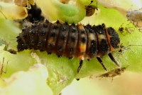 Hippodamia variegata, larva  2685