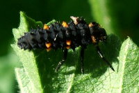 Coccinella algerica, larva  2695