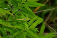 Tettigonia viridissima, männlich  272
