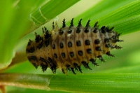 Brumus quadripustulatus, larva  2739