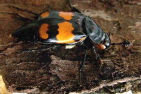 Nicrophorus vespilloides  2795