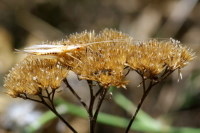 Oecanthus pellucens, weiblich  281