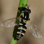 Ischiodon aegyptius, weiblich  2846